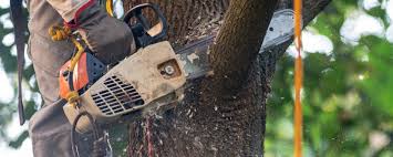 Best Tree Trimming and Pruning  in Oak View, CA