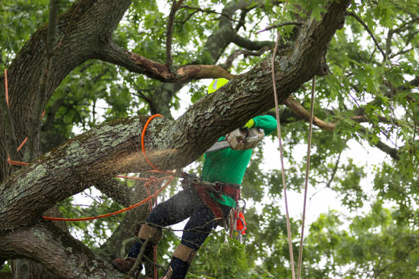 Professional Tree Services in Oak View, CA