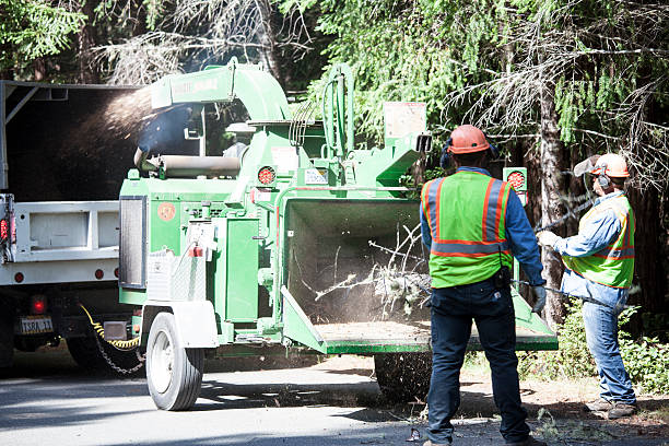 Best Lawn Watering Services  in Oak View, CA