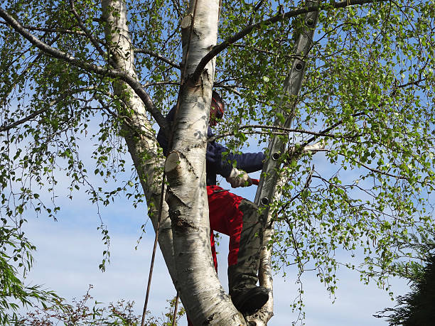 Lawn Pest Prevention in Oak View, CA