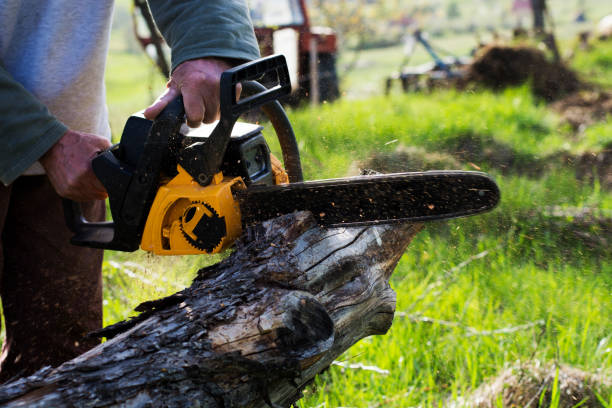 Best Firewood Processing and Delivery  in Oak View, CA