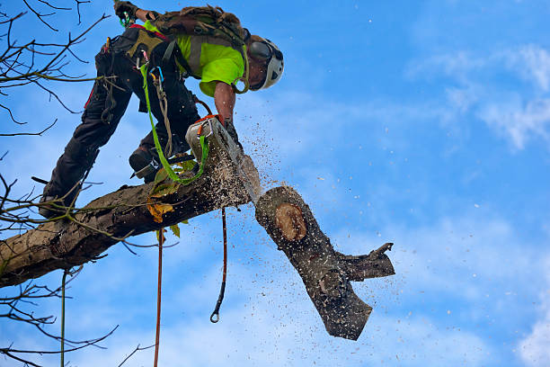 Best Hedge Trimming  in Oak View, CA