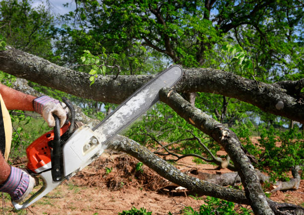 How Our Tree Care Process Works  in  Oak View, CA